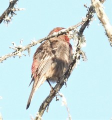 Haemorhous mexicanus