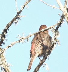 Haemorhous mexicanus