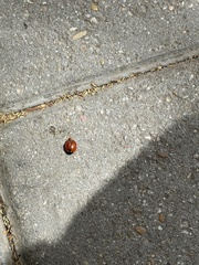 Coccinella septempunctata