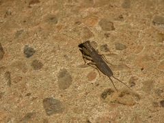 Chaeteessa