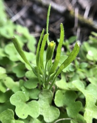 Lasthenia microglossa