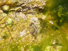 Acanthochitona rubrolineata