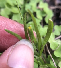 Lasthenia microglossa