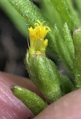 Lasthenia microglossa