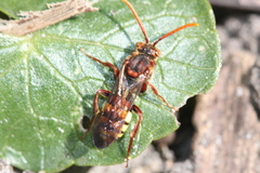 Nomada flava