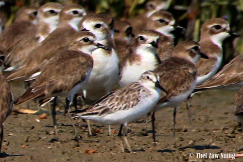 Broad-billed Sandpiper