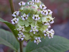 Asclepias similis