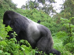 Gorilla beringei beringei