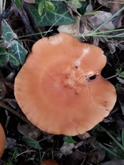Lactarius atlanticus
