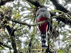 Priotelus roseigaster