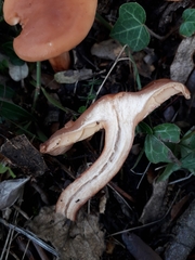 Lactarius atlanticus