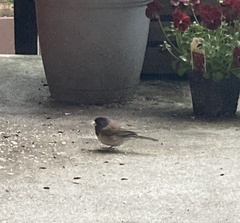 Junco hyemalis