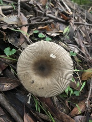 Amanita cheelii