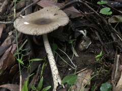 Amanita cheelii