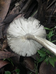 Amanita cheelii