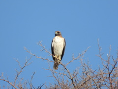 Buteo jamaicensis fuertesi