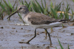 Calidris ferruginea