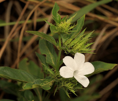 Barleria elegans orientalis