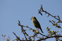 Chloris