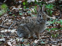 Sylvilagus floridanus