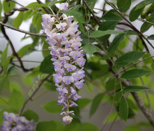 Wisteria frutescens