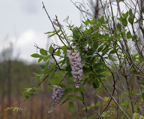 Wisteria frutescens