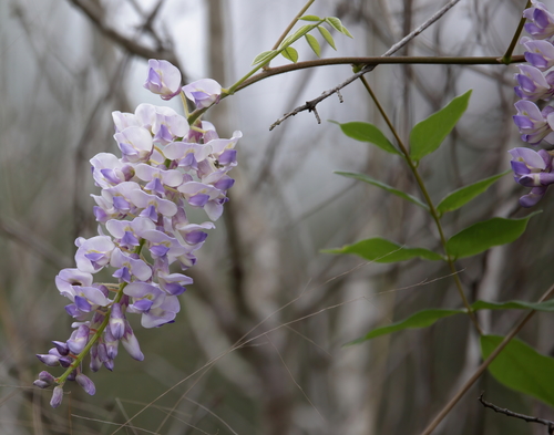 Wisteria frutescens
