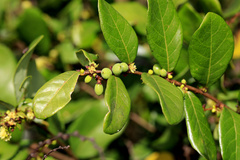 Bridelia cathartica melanthesoides