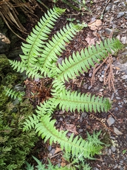 Polystichum tripteron