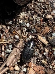 Carabidae