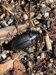 Carabidae