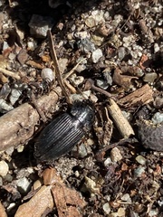 Carabidae