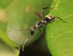 Camponotus cosmicus
