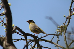 Chloris