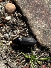 Carabidae