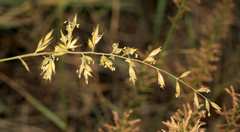 Schmidtia pappophoroides