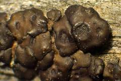 Acarospora americana