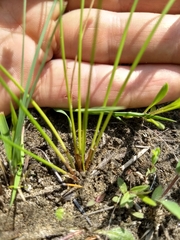 Carex aurea