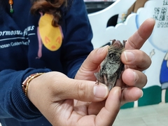 Pipistrellus abramus