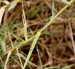 Schmidtia pappophoroides