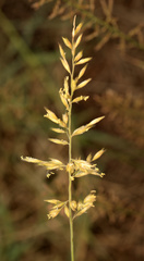 Schmidtia pappophoroides