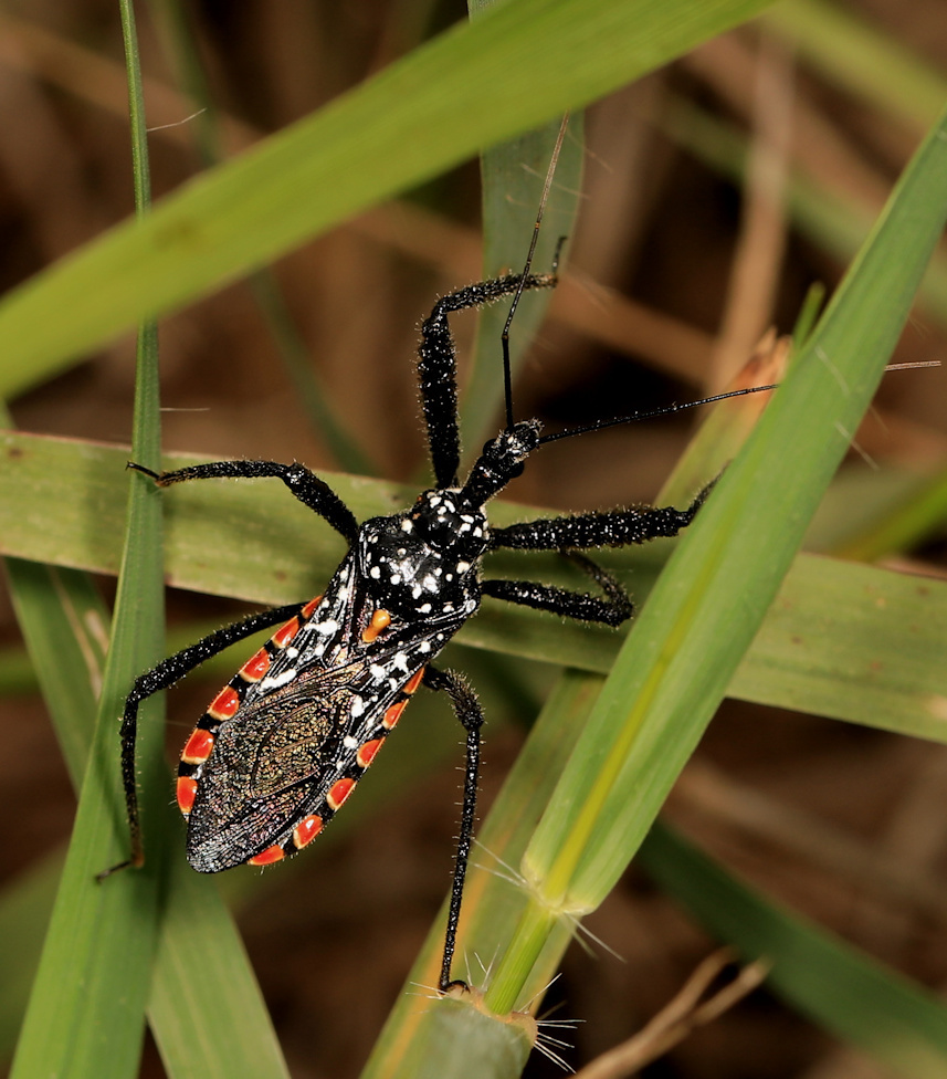 Rhynocoris albopunctatus