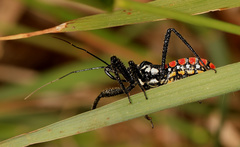 Rhynocoris albopunctatus