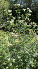 Conium maculatum