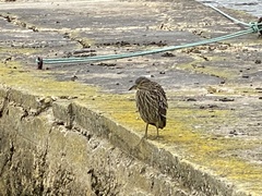 Nycticorax nycticorax falklandicus