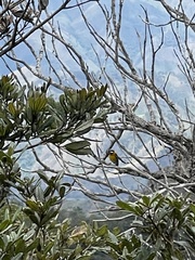 Spindalis dominicensis