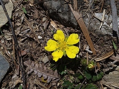 Potentilla matsumurae