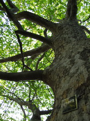 Platanus