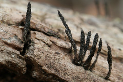 Xylaria longiana