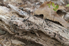 Xylaria longiana